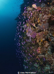 Reefscape of Pungtod divesite. by Alex Permiakov 